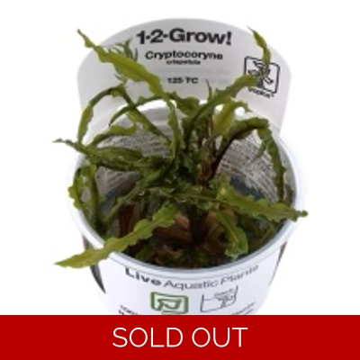 Cryptocoryne crispatula 1-2-Grow